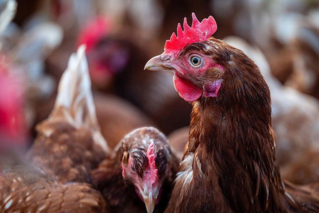 Waarom huisdiereigenaren alert moeten zijn bij vogelgriep Avans Centre of Expertise Perspectief in Gezondheid