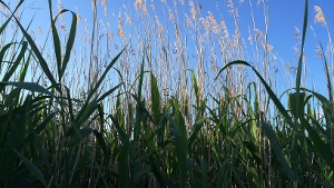 Biobased Resources & Energy