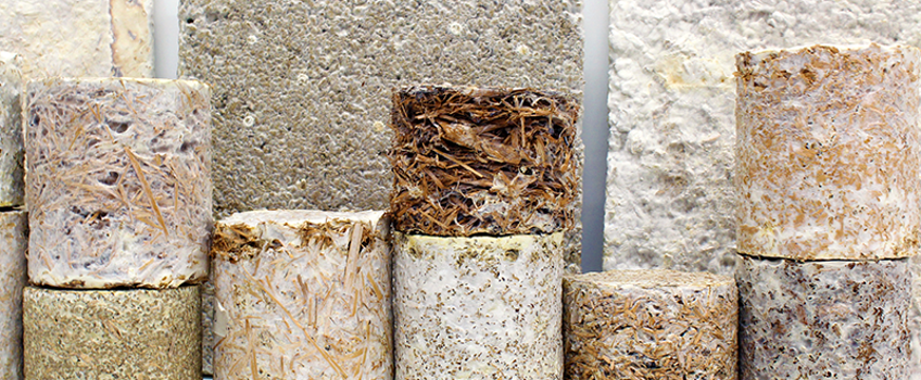 Centre of Expertise Biobased Economy onderzoekt mycelium inzet voor bouwsector