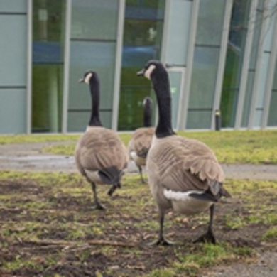 Aanpak ganzenoverlast Avanslocatie Breda