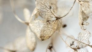 Zorg rond het Levenseinde