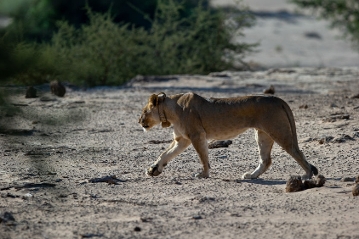 Lion Alert helpt mens en dier in Namibië